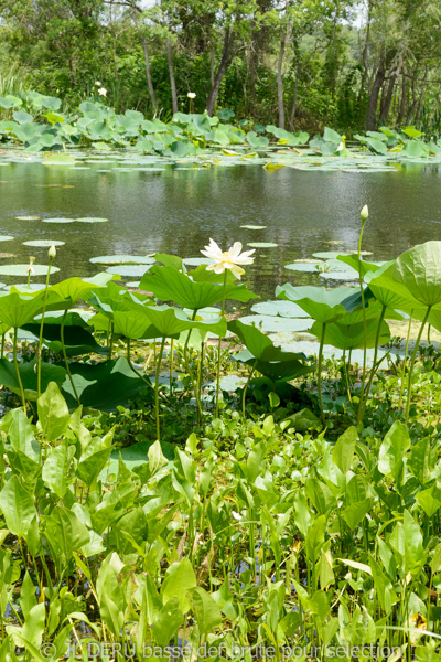 Brazos Bend State Park, TX, USA